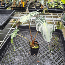 Load image into Gallery viewer, Alocasia Venom exact plant, Fedex 2day*