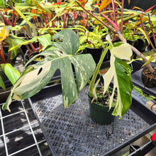 Load image into Gallery viewer, Monstera Borsigiana Albo Deliciosa, Exact Plant Variegated Ships Nationwide