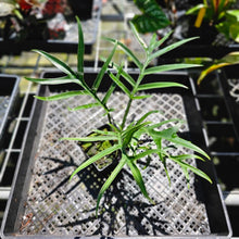 Load image into Gallery viewer, Philodendron Tortum, Exact Plant Wide Form