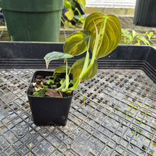 Load image into Gallery viewer, Philodendron Melanochrysum, Exact Plant Variegated Ships Nationwide