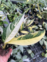 Load image into Gallery viewer, Rhaphidophora Lobbii Variegated 2.5" pot, Fedex 2day*