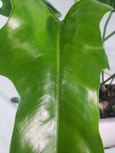 Load image into Gallery viewer, Jerry Horne, exact plant, Philodendron, ships nationwide