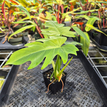 Load image into Gallery viewer, Philodendron Radiatum, Exact Plant Variegated Ships Nationwide