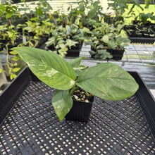 Load image into Gallery viewer, Monstera Lechleriana Variegated exact plant, Fedex 2day*
