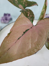 Load image into Gallery viewer, Pink Splash, exact plant, variegated Syngonium, ships nationwide