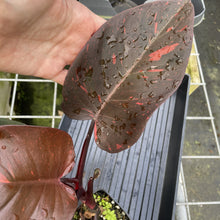 Load image into Gallery viewer, Philodendron Orange Princess Variegated exact plant, Fedex 2day*