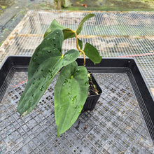 Load image into Gallery viewer, Anthurium Papillilaminum Fort Sherman X ( FS X Ralph Lynam), Exact Plant