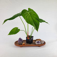 Load image into Gallery viewer, Philodendron Pastazanum 4" pot, Fedex 2 day*