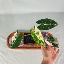 Load image into Gallery viewer, Alocasia Frydek Variegated 4" pot, Fedex 2day*