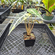 Load image into Gallery viewer, Alocasia Bambino Aurea Variegated exact plant, Fedex 2day*