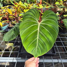 Load image into Gallery viewer, Philodendron Gloriosum, Pink Veined Back, Exact Plant Ships Nationwide