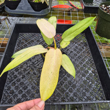 Load image into Gallery viewer, Philodendron Whipple Way, Exact Plant Variegated Ships Nationwide