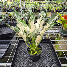 Load image into Gallery viewer, spathiphyllum galaxy Variegated exact plant, Fedex 2day