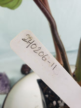 Load image into Gallery viewer, Plowmanii, Exact Plant, Philodendron