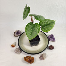 Load image into Gallery viewer, Philodendron Sodiroi True Form, Exact Plant Ships Nationwide