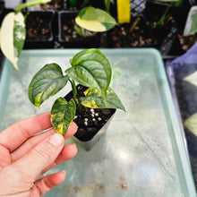 Load image into Gallery viewer, Monstera Siltepecana, Exact Plant Variegated Ships Nationwide