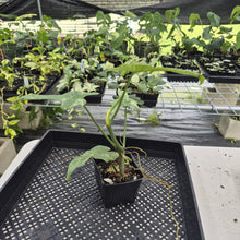 Load image into Gallery viewer, Philodendron Bipennifolium Splash Gordon Variegated exact plant, Fedex 2day*