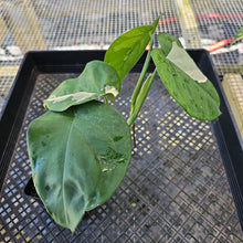 Load image into Gallery viewer, Syngonium Chiapense, Exact Plant Variegated Ships Nationwide
