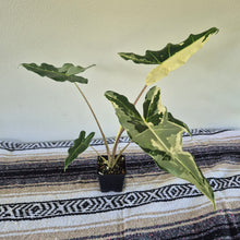 Load image into Gallery viewer, Alocasia sarian Albo, Exact Plant Ships Nationwide.