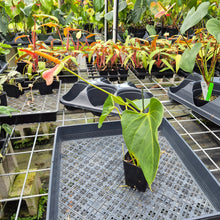 Load image into Gallery viewer, Anthurium Speckled Butterfly Shibori AFF, Exact Plant Variegated Ship Nationwide