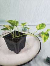 Load image into Gallery viewer, Yellow Flame, exact plant, variegated Epipremnum, ships nationwide