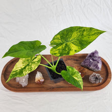 Load image into Gallery viewer, Alocasia Gageana Aurea, Exact Plant Variegated
