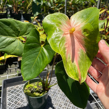 Load image into Gallery viewer, Anthurium Anuenue Obake Bicolor pink/green Fedex 2day