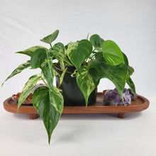 Load image into Gallery viewer, Philodendron Hederaceum, Heart Leaf, Exact Plant Variegated multi pot of 5 Ships Nationwide