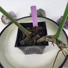 Load image into Gallery viewer, Rhaphidophora Decursiva, Exact Plant Dragon Tail Ships Nationwide