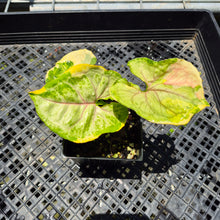 Load image into Gallery viewer, Syngonium Mango Allusion, Orm Thong Variegated exact plant, Fedex 2day*