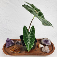 Load image into Gallery viewer, Alocasia Longiloba, Lowii, Exact Plant