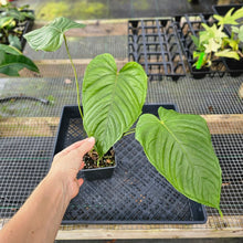 Load image into Gallery viewer, Anthurium Propinquum, Exact Plant Ships Nationwide