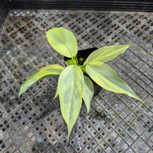 Load image into Gallery viewer, Philodendron Hastatum Silver Sword, Exact Plant Variegated Ships Nationwide