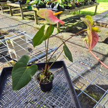 Load image into Gallery viewer, Anthurium Anuenue Obake bicolor, pink/ green, Exact Plant