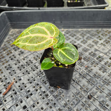 Load image into Gallery viewer, Anthurium doc block red crystallinum, Exact Plant Ships Nationwide