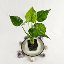 Load image into Gallery viewer, Alocasia Cucullata, Exact Plant Variegated