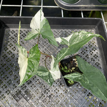 Load image into Gallery viewer, Syngonium Podophyllum Albo Variegata exact plant, Fedex 2day*