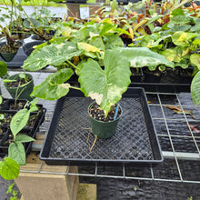 Load image into Gallery viewer, Alocasia Odora, Okinawa Silver, Exact Plant Variegated Ships Nationwide