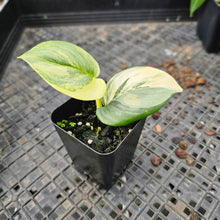 Load image into Gallery viewer, Scindapsus Rubicon, Exact Plant Variegated Ships Nationwide