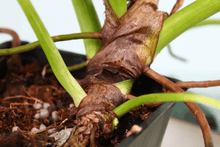 Load image into Gallery viewer, Variegated Philodendron Giganteum 'Blizzard', exact plant, ships nationwide