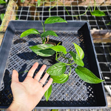 Load image into Gallery viewer, Monstera Acacoyaguensis 4" pot, Fedex 2day*