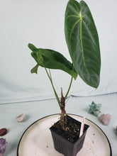 Load image into Gallery viewer, Angamarcanum, Exact Plant, Anthurium
