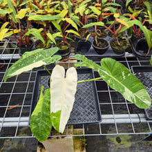 Load image into Gallery viewer, Philodendron Jose Buono, Exact Plant Variegated Ships Nationwide