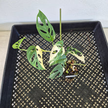 Load image into Gallery viewer, Monstera Adansonii Laniata Albo Variegated exact plant, Fedex 2day*