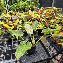Load image into Gallery viewer, Philodendron Giganteum, Exact Plant Variegated Ships Nationwide