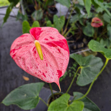 Load image into Gallery viewer, Anthurium Shibori, Exact Plant Variegated Ships Nationwide