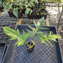 Load image into Gallery viewer, Philodendron Florida Beauty X Tortum, Exact Plant Variegated Ships Nationwide