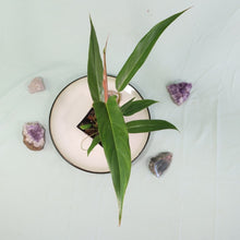 Load image into Gallery viewer, Philodendron Mexicanum Shipped Nationwide