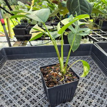 Load image into Gallery viewer, Rhaphidophora Tetrasperma Albo, Exact Plant Variegated Ships Nationwide