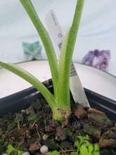 Load image into Gallery viewer, Alocasia Gageana Aurea, Exact Plant Variegated